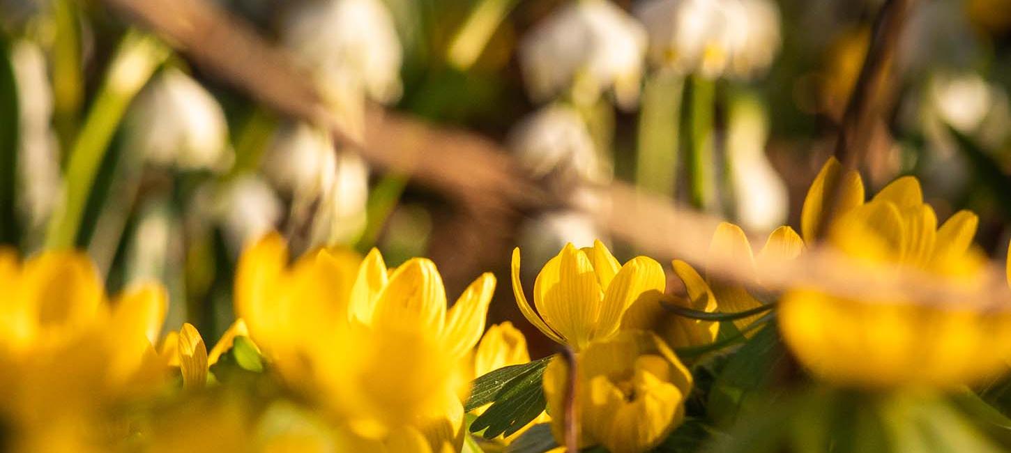 Frühlingblumen