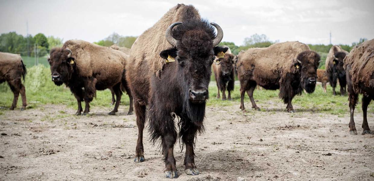 Oplev de store bison på Ditlevsdal Bison Farm