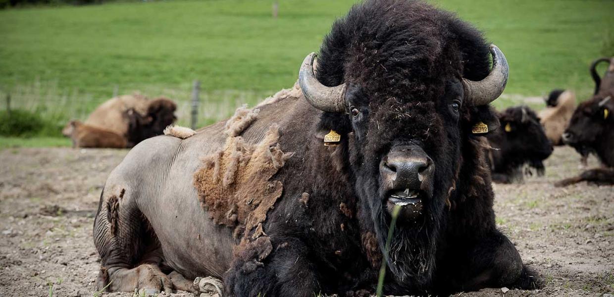 Se bison tæt på!