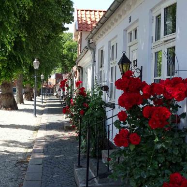 Bogense Sommer Marktstadt Rosen Fachwerkhäuser