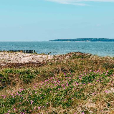 Flyvesandet Strand Sommer Aussicht