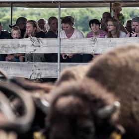 Besøg Ditlevsdal Bison Farm