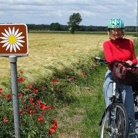 Margueritruten på Nordfyn