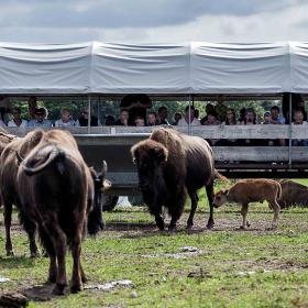 Ditlevsdal Bisonfarm Bison-Safari