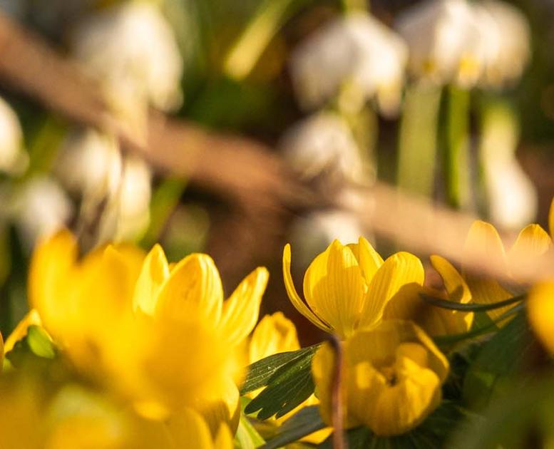 Frühlingblumen