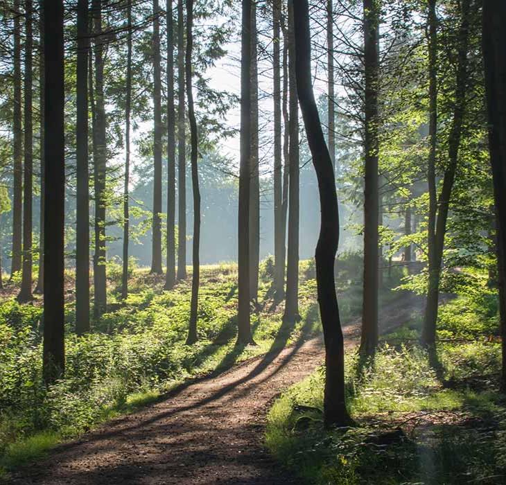 Langesøwälder